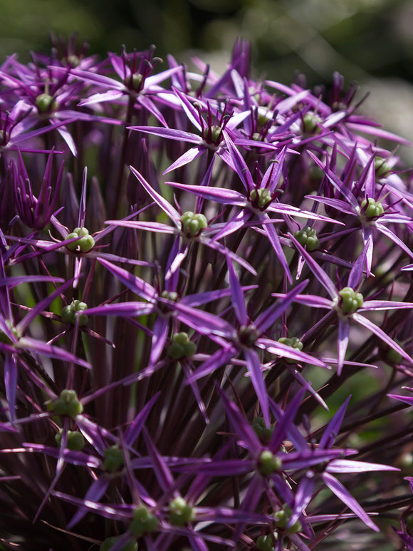 Allium Gladiator Sensation en floraison dans une bordure