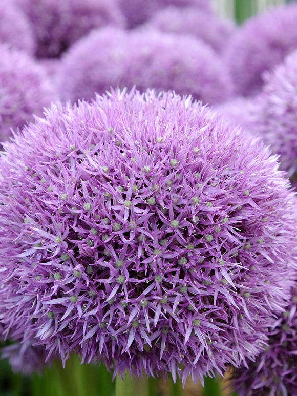 Allium Pinball Wizard violet dominant le feuillage