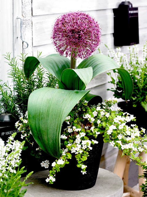 Allium Red Giant