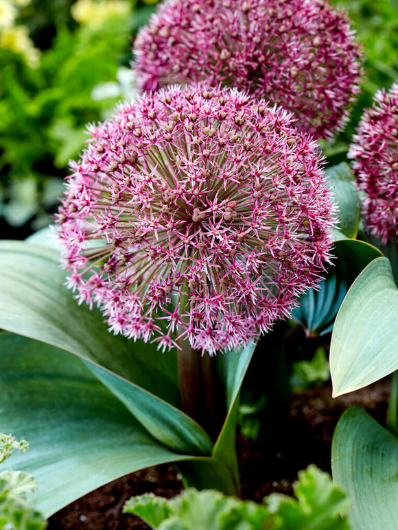 Allium Red Giant