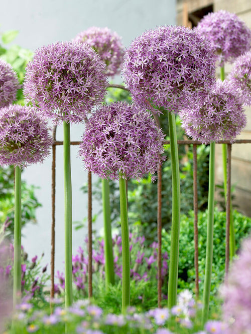 Allium Round and Purple