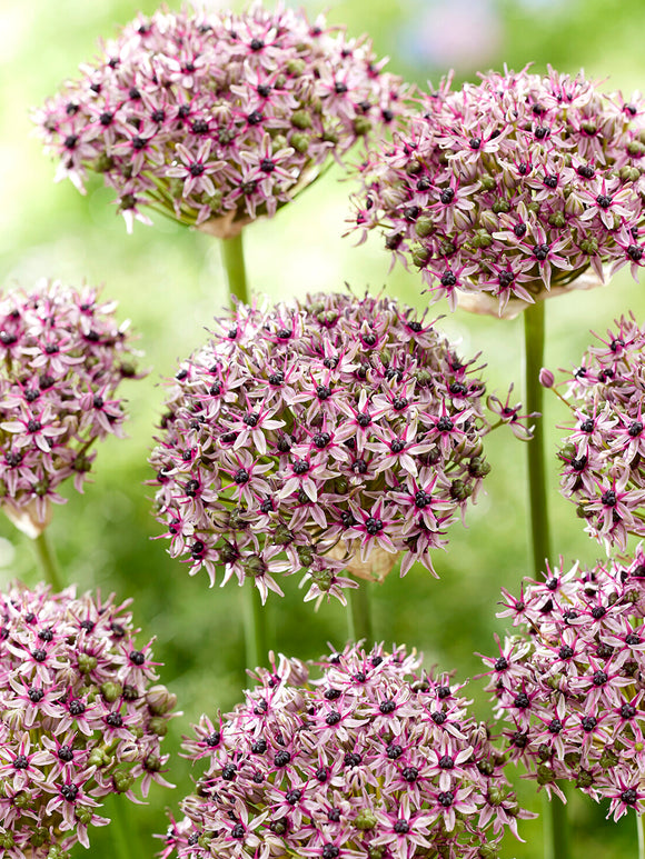 Bulbes de fleurs Allium Starlight