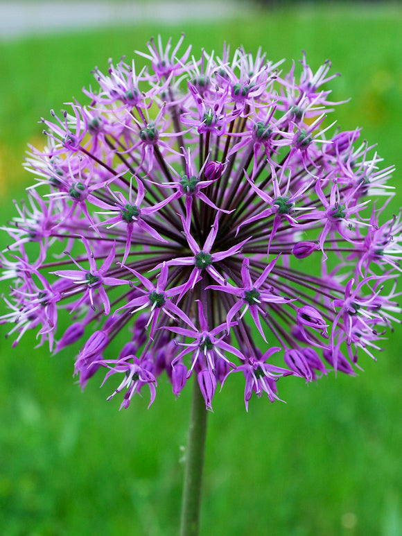 Allium Stipitatum Glory of Pamir