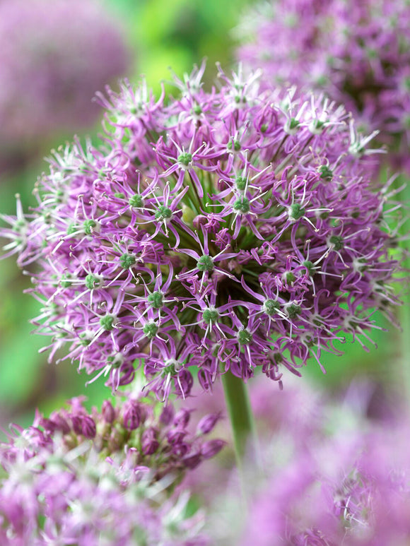 Allium Stipitatum Glory of Pamir