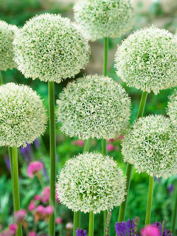 Allium White Giant