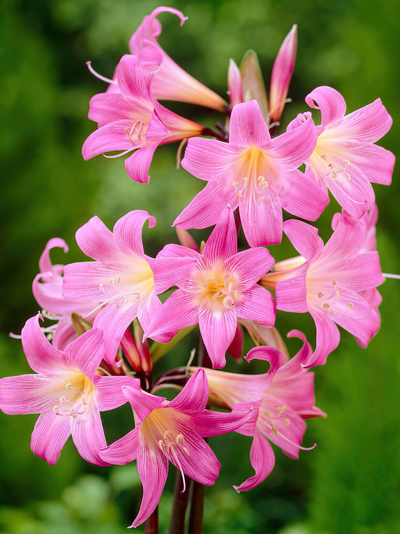 Acheter Amaryllis Belladonna