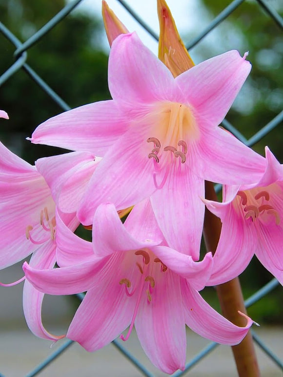 Amaryllis belladonna - Lis belladonne Bulbs de Fleurs