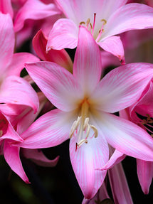 Amaryllis belladonna - Lis belladonne