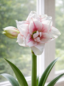 Amaryllis Double Elvas