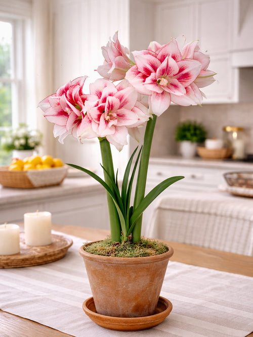 Amaryllis Elvas double en pot décoratif