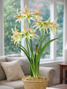 Amaryllis Emerald