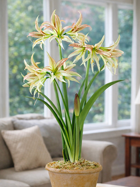 Jumbo Amaryllis Emerald aux fleurs vert blanc