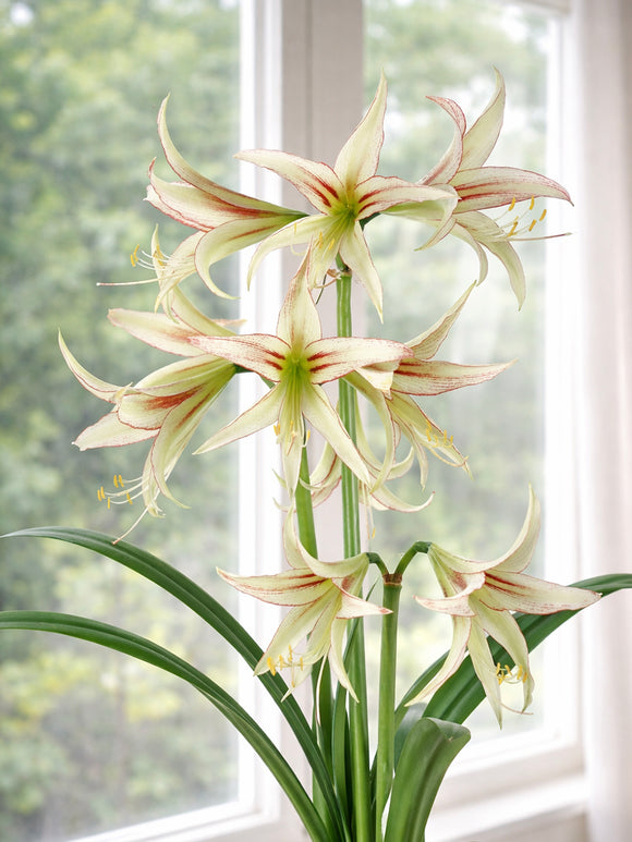 Amaryllis Emerald au cœur vert lumineux