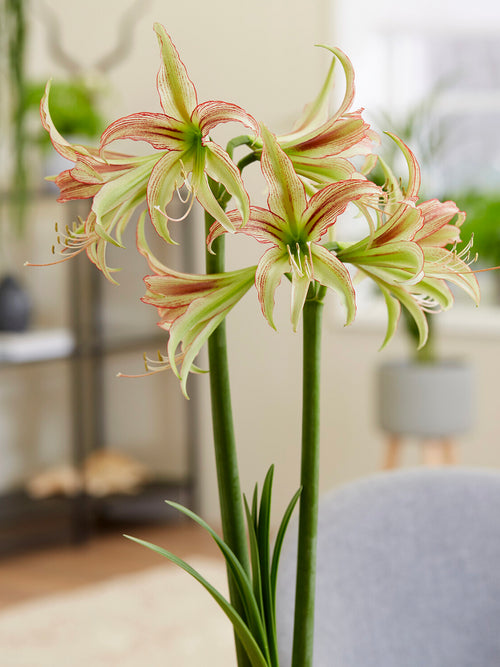 Détail de l’Amaryllis Emerald avec stries rouges