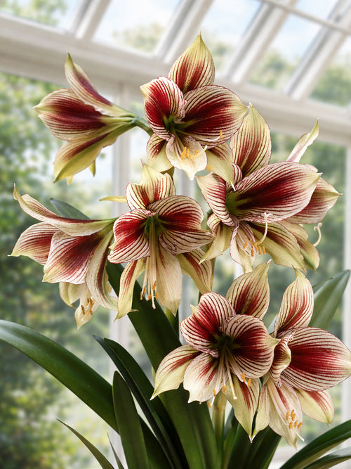 Gros plan sur Amaryllis Papilio aux nervures contrastées