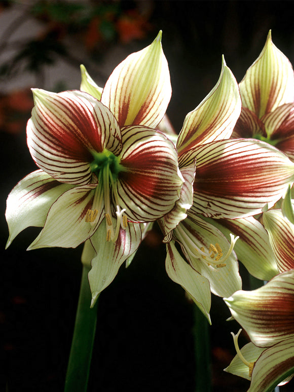 Amaryllis Papilio exotique avec grandes fleurs décoratives
