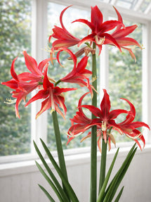 Amaryllis Quito
