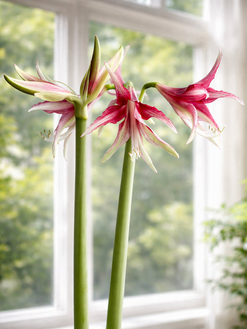 Amaryllis Quito originale pour intérieur