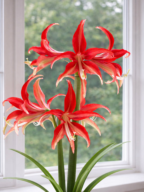 Amaryllis Quito avec fleurs rouges en forme d’étoile