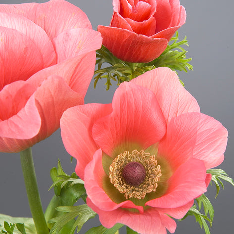 Anémone Acheter Barbie anémone