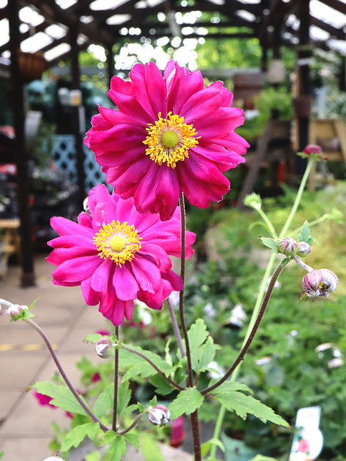 Anémone du Japon Bressingham Glow