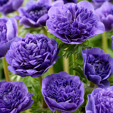 Anemone Fullstar Blue