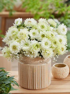 Anemone Fullstar Blanc