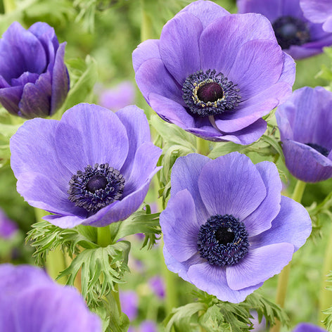 Buy Anemone Galilee Blue