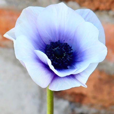 Anémone Anemone Rainbow Blue/White