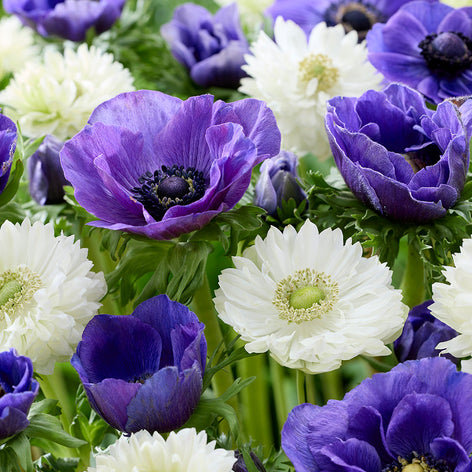 Buy Anemone White Blues Collection