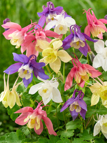Ancolie McKana Hybrids Mix (Aquilegia)