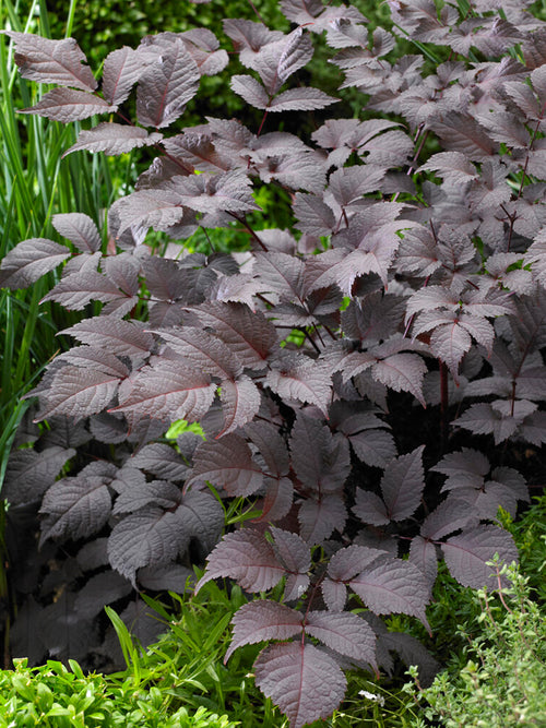 Astilbe Chocolate Shogun plantes