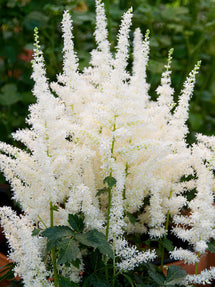 Astilbe (Fausse spirée) Close Harmony