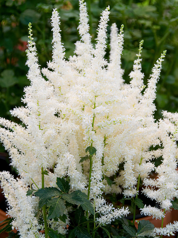 Acheter Astilbe (Fausse spirée) Close Harmony