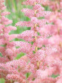 Astilbe (Fausse spirée) Glitter and Glamour