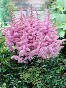 Astilbe (Fausse spirée) Heart and Soul