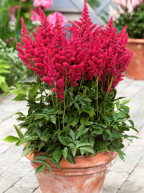 Acheter Astilbe Close Harmony de Hollande