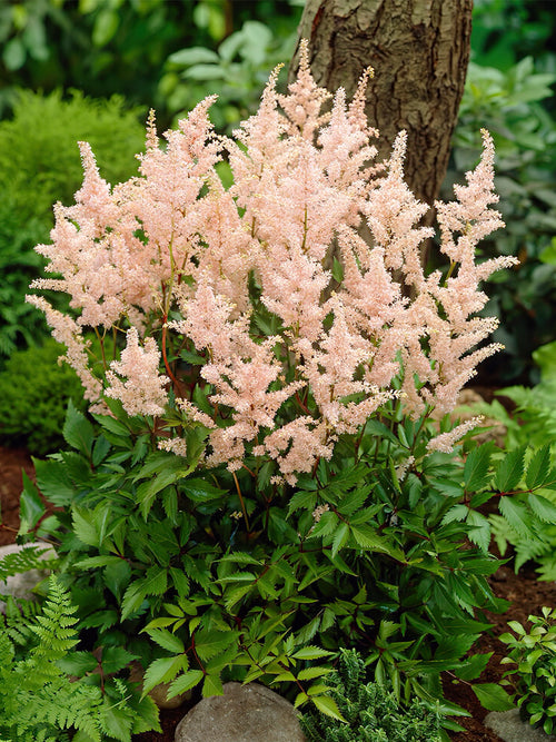 Acheter des astilbes à racines nues Peach Blossom