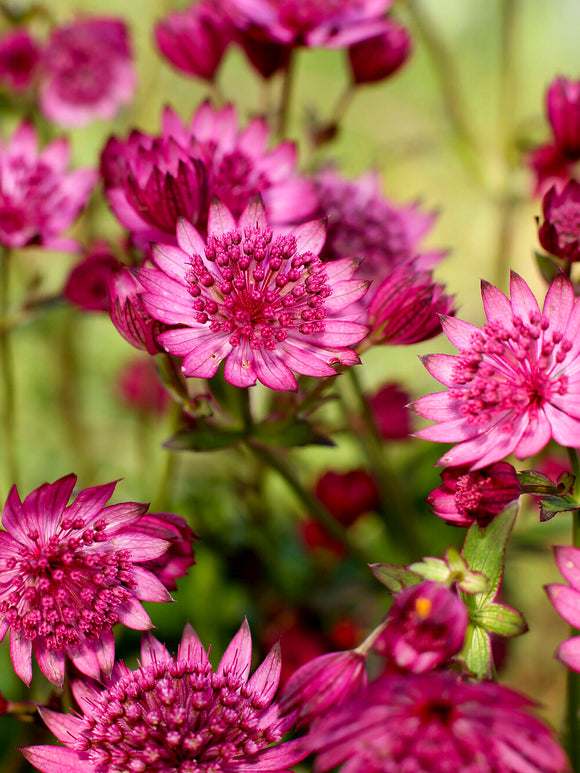 Astrance (Astrantia) major 'Cerise Button' aux fleurs rose cerise
