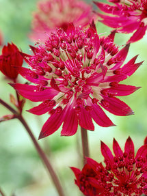 Astrance (Astrantia) Major Claret