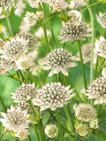 Astrance (Astrantia) Major Star of Billion