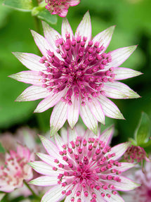 Astrance (Astrantia) Superstar