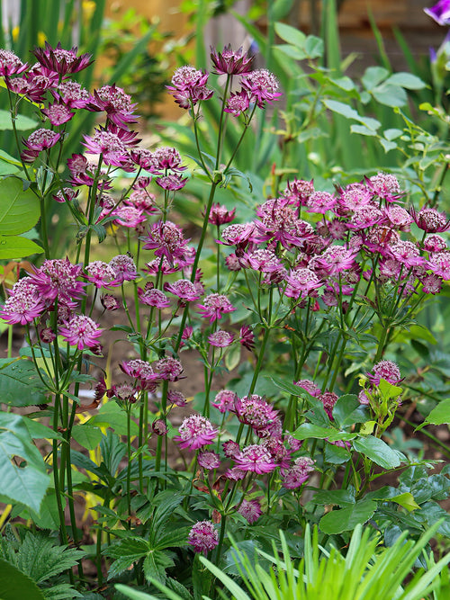 Astrantia Major Venice Racines nues