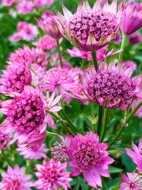 Astrantia Major Venice Racines nues Astrance (Astrantia)