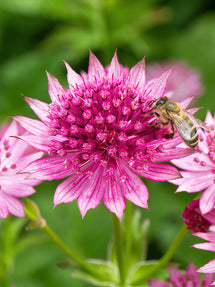 Astrance (Astrantia) Major Venice