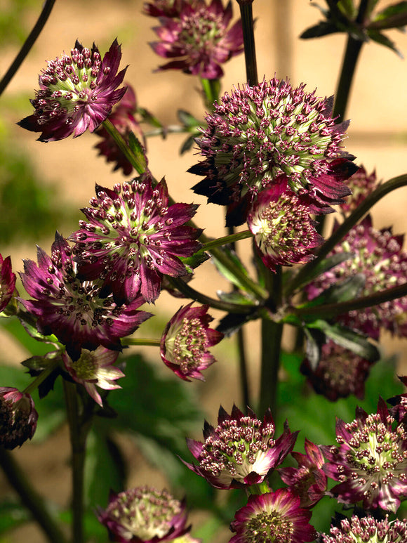Astrance (Astrantia) major 'Moulin Rouge' aux fleurs rouge foncé