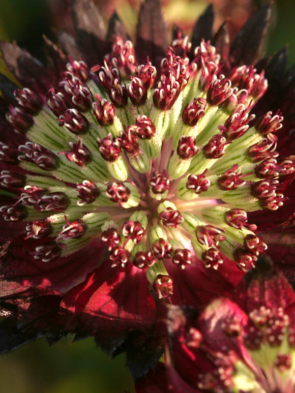 Acheter Astrance 'Moulin Rouge' en ligne