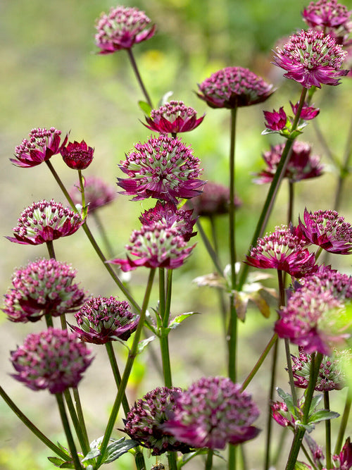 Astrance 'Moulin Rouge' pour jardins favorables aux pollinisateurs