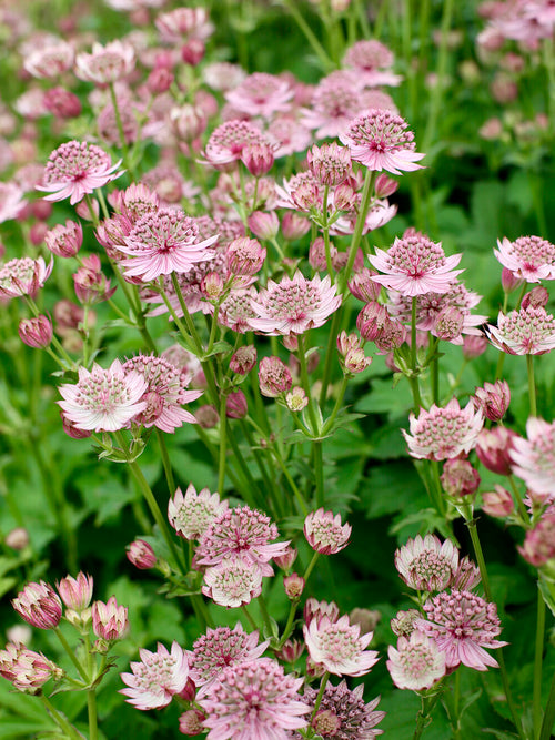 Astrance (Astrantia) major 'Pink Button' aux fleurs rose pâle