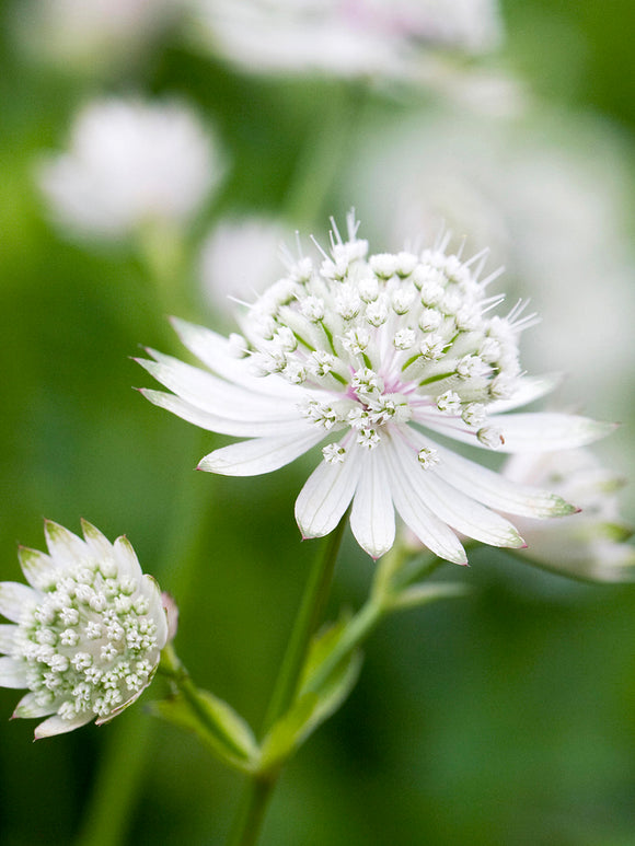Acheter Astrance (Astrantia) major 'White Button', livraison au printemps
